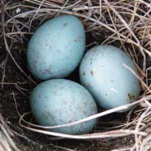 Care sunt ouăle unei aftoase? Culoarea uimitoare a ouălor acestor păsări cântătoare!