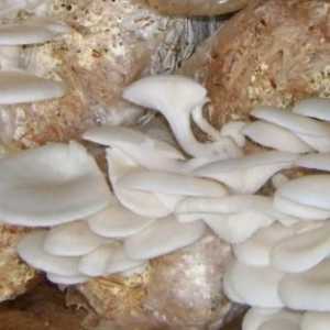 Cum să crească ciupercile din casă: ciupercile de stridii