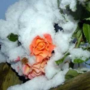 Cum de a închide trandafiri pentru iarna: Sfaturi de floriști