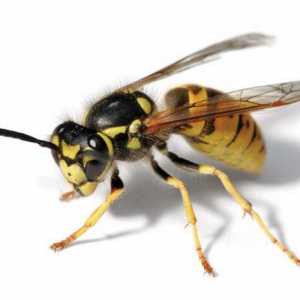 Cum acționează viespa? Stingul unei viespe: cum să tragi