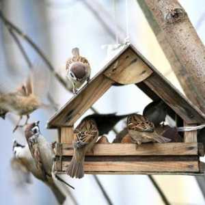 Cum să ajuți păsările în timpul iernii? Vom afla!