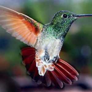 Care este viteza maximă a colibrilor atunci când se îngrijește de o femeie?