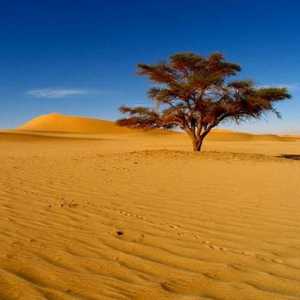 Care este cel mai mare deșert din lume? Informații interesante despre cel mai mare deșert