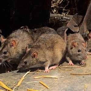 Ce sunt șobolanii? Șobolanul este gri. Șobolani decorativi