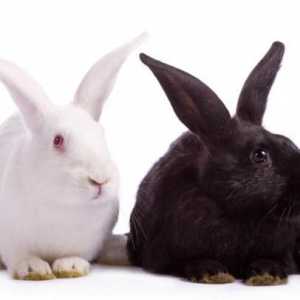 Care sunt rasele de iepuri? Caracteristicile raselor mari: îngrijire la domiciliu și întreținere