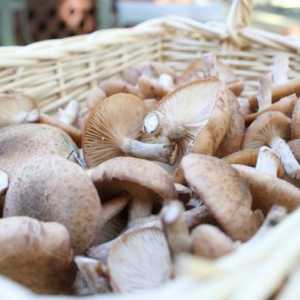 Ce ciuperci sunt recoltate în luna octombrie? Ciuperci în octombrie în suburbii