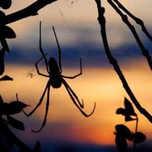 Care sunt caracteristicile structurii și comportamentului păianjenului. Caracteristicile…