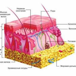 Ce receptori sunt localizați în piele. Structura și funcțiile acestora