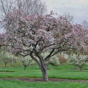Ce fel de îngrășământ pentru mărul de primăvară?