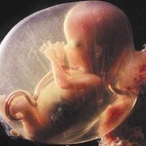 Ce fel de dezvoltare se numește postembryonic? Post-perioada embrionară