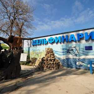 Ce dolphinarium în Sevastopol? Vom afla!