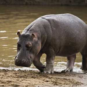 Care este greutatea maximă a unui hipopotam în kilograme?