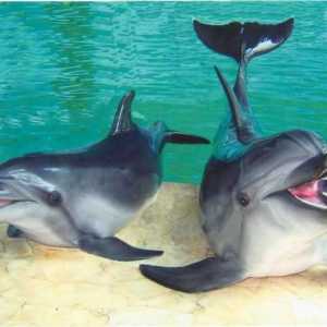 Care Dolphinarium din Sochi este cel mai bun?