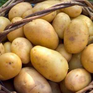 Какой тип плода у картофеля? Плоды пасленовых