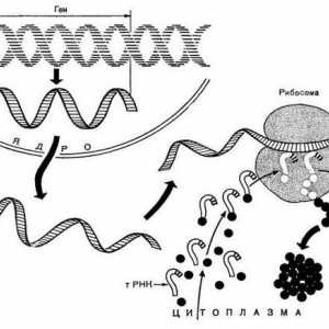 Care este rolul citoplasmei în biosinteza proteinelor? Descriere, proces și funcții