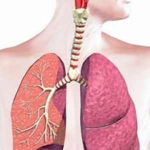 Care este semnificația sistemului respirator? Caracteristicile și funcțiile lor