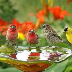 Care este semnificația păsărilor în natură și în viața umană? Specii dispărute