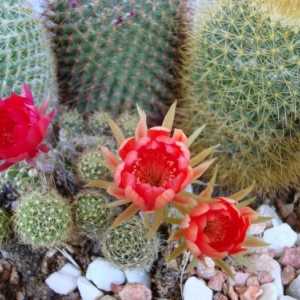 Cactus înflorit: ce fel de îngrijire necesită?