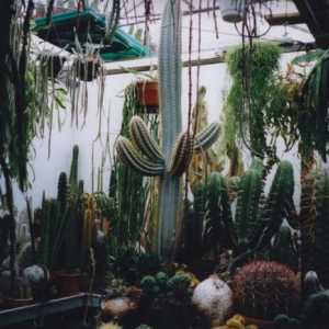 Cacti: soiuri și îngrijire. Cacti în casă