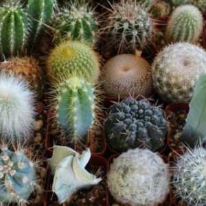 Cacti: soiurile, fotografiile și descrierea acestora. Principalele tipuri de cactusi