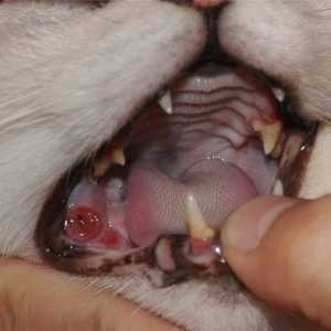 Calcitvirus la pisici: simptome și tratament