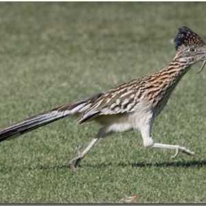 Californian cuckoo-plantain - un excelent alergător