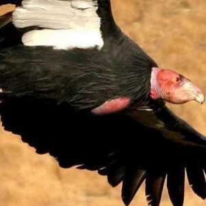 California Condor: habitat și descriere a speciilor