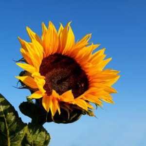 Conținutul caloric, avantajele și daunele cauzate de halva de floarea-soarelui