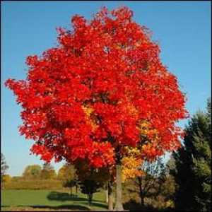 Arborele canadian este un copac cu multe roluri