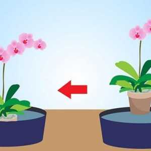 Capricorn orhidee: transplant la domiciliu