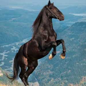 Rasa calului calahai: descriere și fotografie