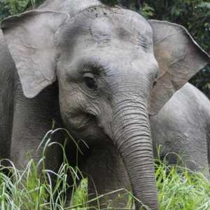 Elephant pitic: fotografie, dimensiuni. Piticul elefant acasă