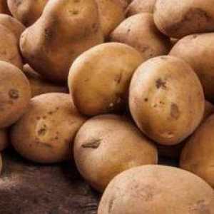 Cartof Colombo: descriere, cultivare, proprietăți utile