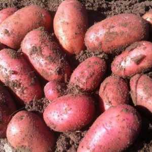Cartofi `doamna rosie`: descrierea unui grad, fotografie, răspunsuri privind…