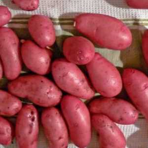 Cartofi "stacojiu": o descriere a soiului, recenzii ale grădinarilor
