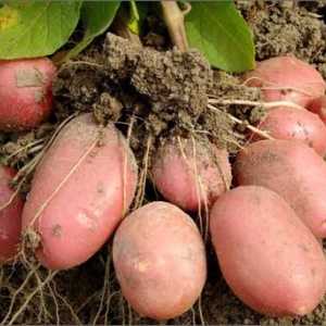 Cartofi, o varietate de Bellarosa. Descrierea și descrierea