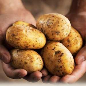 Potul de cartof: caracteristic soiului. Fotografii, recenzii, descriere