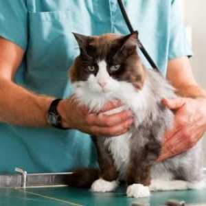 Castrarea pisicii: consecințele operației