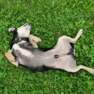 Castrarea câinilor: tipuri, pro și contra, îngrijire în perioada postoperatorie, comportamentul…
