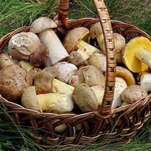 Categorii de ciuperci și valoarea lor nutritivă