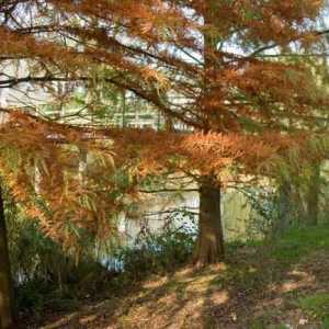 Cypress marsh: descriere, plantare și îngrijire