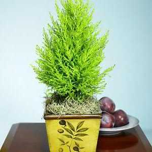 Cypress acasă: cum să aibă grijă de o plantă de conifere?