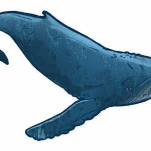 O balenă este un pește sau un mamifer? Informații interesante despre balene