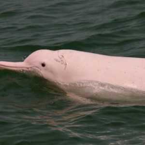 Dolphin alb chinezesc: descriere și stil de viață