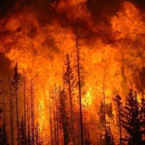 Clasele de pericol de incendiu în păduri. Ordinul Agenției Federale pentru Silvicultură din 5 iulie…