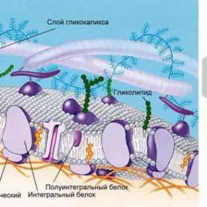 Membrana celulară este absentă de la cine? Structura și funcțiile membranei celulare