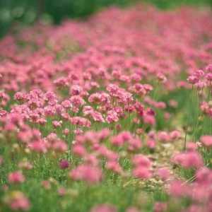 Clover roz: proprietăți medicinale și metode de recoltare a unei plante utile