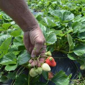 Strawberry Albion: descrierea soiului și feedback privind cultivarea