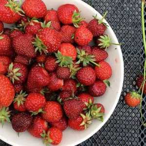 Strawberry `Bogota`: descrierea soiului, caracteristicile boabelor, cultivarea și…