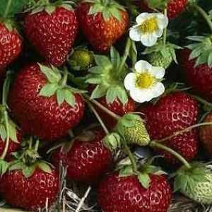 Miere de căpșuni: o descriere a varietății și randamentului